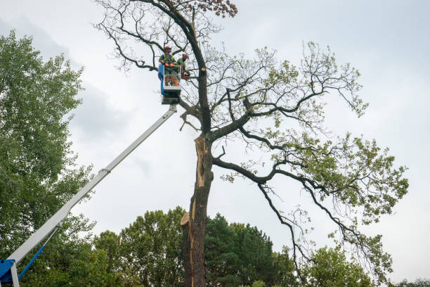 Best Hedge Trimming  in Village Of Four Seasons, MO