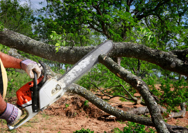 Village Of Four Seasons, MO Tree Care Company