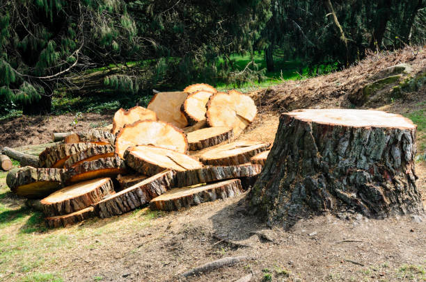 How Our Tree Care Process Works  in  Village Of Four Seasons, MO